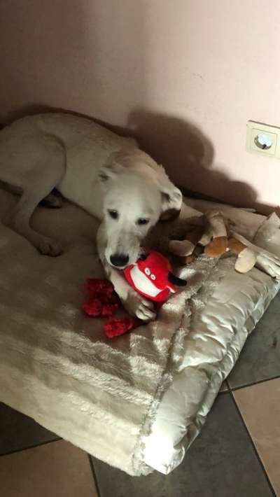 Mischlingshunde Foto Aufruf-Beitrag-Bild