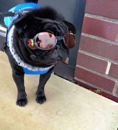 Hunde Memes-Beitrag-Bild