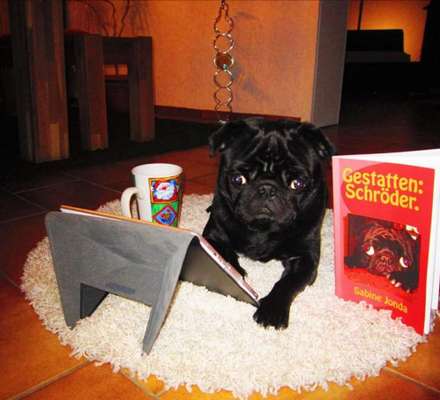 Hunde Memes-Beitrag-Bild