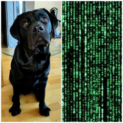 Wie heißt dein Hund?-Beitrag-Bild