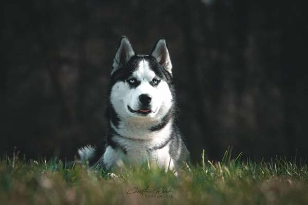 Hundetreffen-Spiel-& Gassrunde zum auspowern-Bild