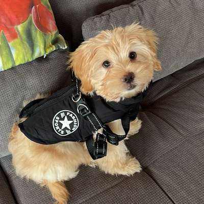 Hundetreffen-Spielkamerad gesucht-Bild
