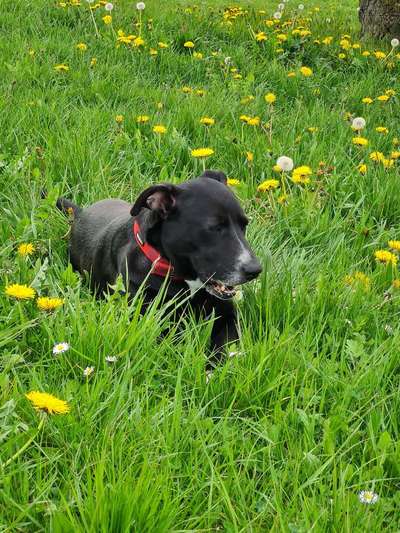 Auslandstierschutz-Beitrag-Bild