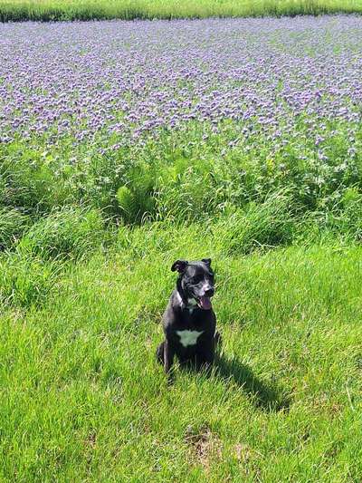 Wie kamst du zu deinem Hund?-Beitrag-Bild