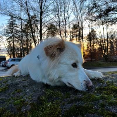 Hundetreffen-Suche jemanden zum entspannten gassi Gehen-Bild