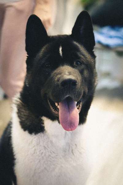 Zeichnungen eurer Hunde-Beitrag-Bild