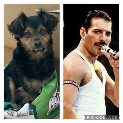 Wie heißt dein Hund?-Beitrag-Bild