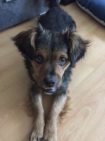 Dogorama Photo Challenge - Portrait-Beitrag-Bild