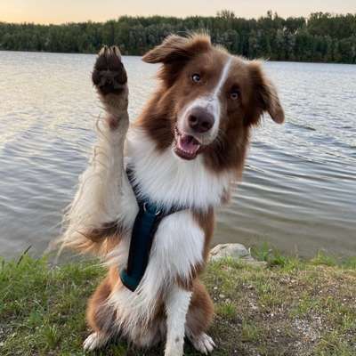 Hundetreffen-Gassi gehen 🐶