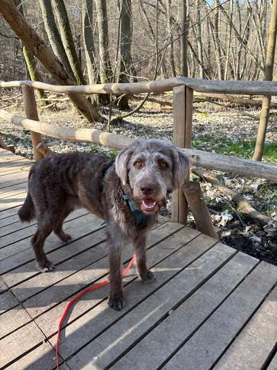 Hundetreffen-Playdates or social walks-Bild