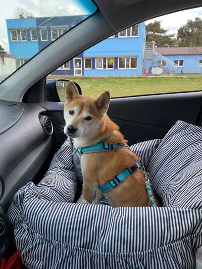 Shiba - Eltern-Beitrag-Bild