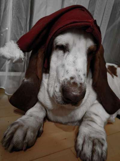 Basset Hound-Beitrag-Bild