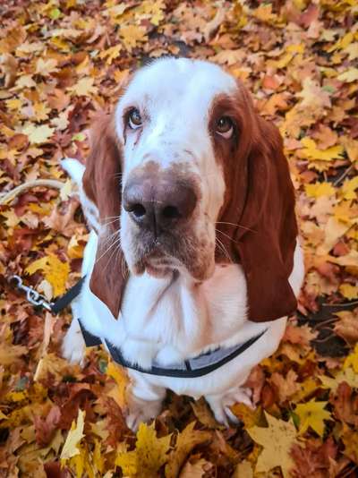 Dogorama Photo Challenge - Hundeblick zum hinschmelzen-Beitrag-Bild