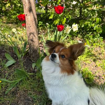 Hundetreffen-Suche kleine Spielfreunde-Bild