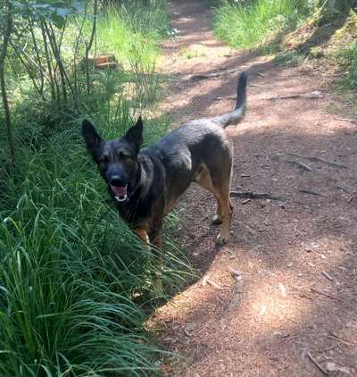 Mischlinge raten - Rätselspaß-Beitrag-Bild