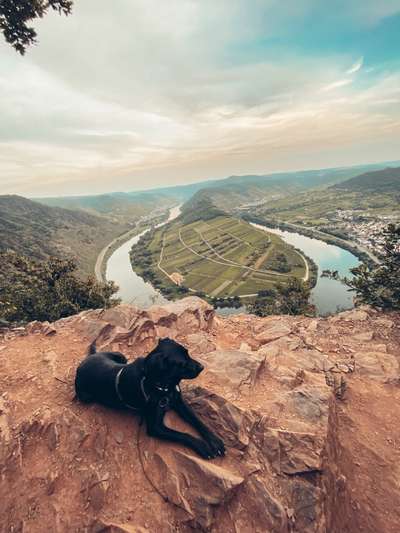 Die Dogorama Wochen Challenge-Beitrag-Bild