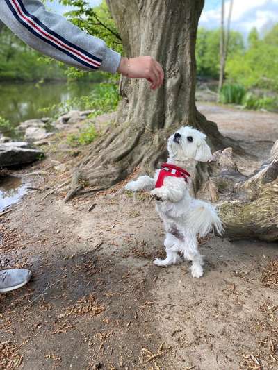 Hundetreffen-Kleinhund Treffen 😊-Bild