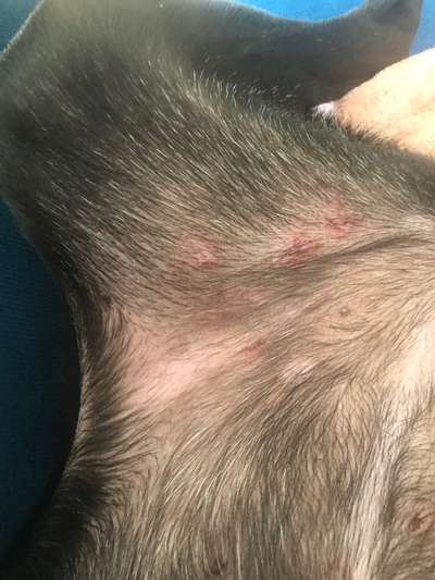 Ungeziefer-Beitrag-Bild