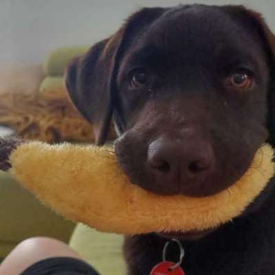 Hundetreffen-Gemeinsames Spielen-Bild