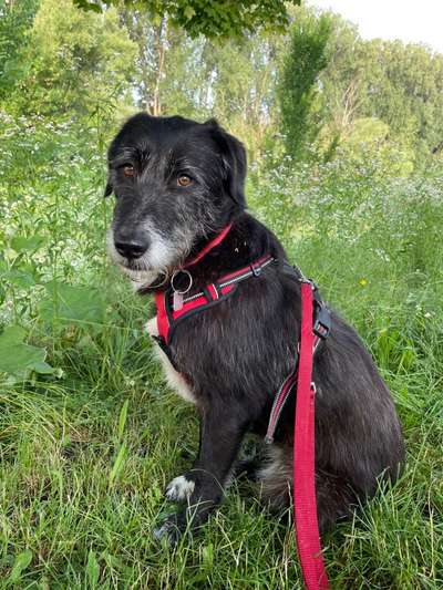 Die Dogorama Monats Challenge "Es grünt und blüht"-Beitrag-Bild