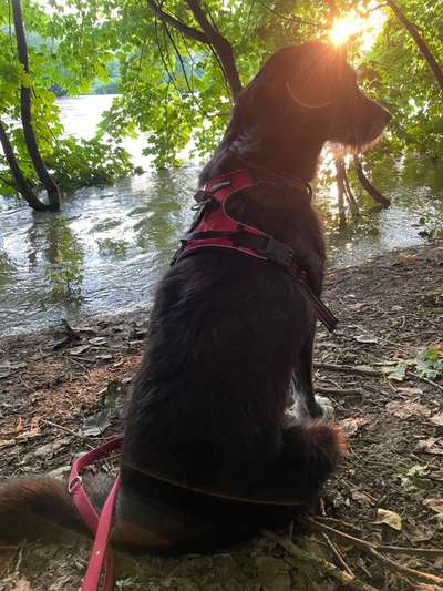 Die Dogorama Wochen Challenge-Beitrag-Bild