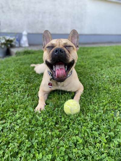 Dogorama Photo Challenge - Lieblingsspielzeug!-Beitrag-Bild