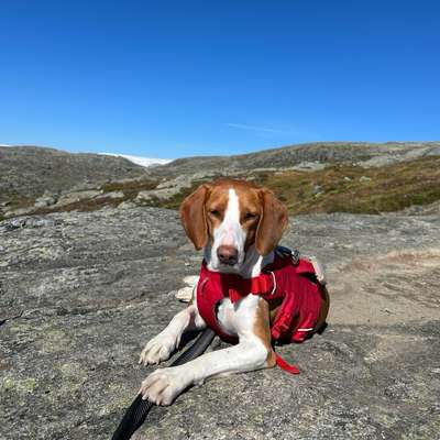 Hundetreffen-Entspannte Spaziergänge🐶-Bild