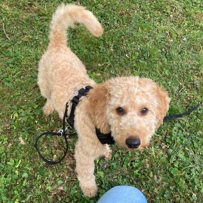 Hundetreffen-Spiel- und Gassifreunde gesucht-Bild