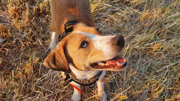 Hundetreffen-Gassirunden / Spielkameraden-Bild