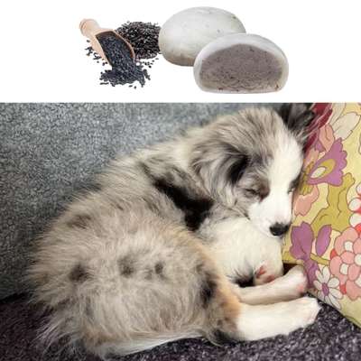 Nicht ganz alltägliche Hundenamen.
Wie kreativ wart ihr?-Beitrag-Bild