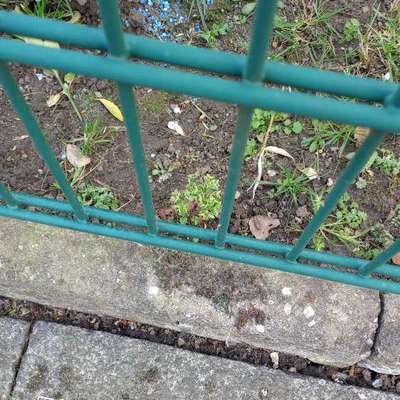 Giftköder-Vermutlich Blaukorn-Bild