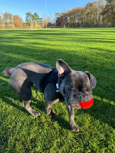 Hundetreffen-Spielkamerad gesucht-Bild