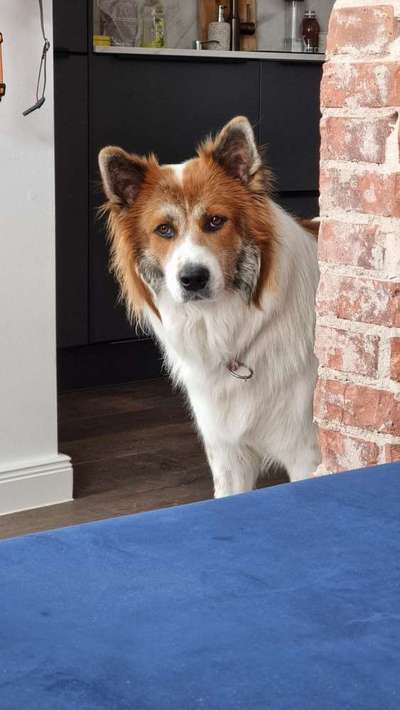 Dackelblick-Beitrag-Bild