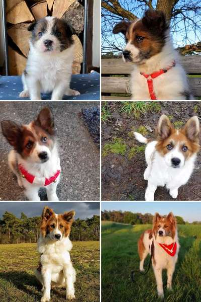 Welpen Bilder !-Beitrag-Bild