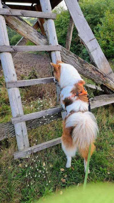 Dogorama Photo Challenge- Der Nase nach-Beitrag-Bild