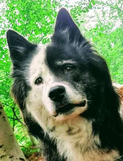 Dackelblick-Beitrag-Bild