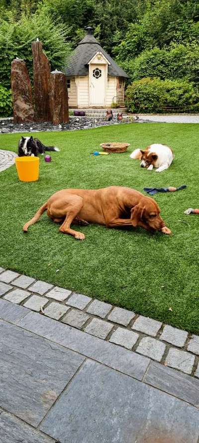 Fotochallenge - fremde Hunde-Beitrag-Bild