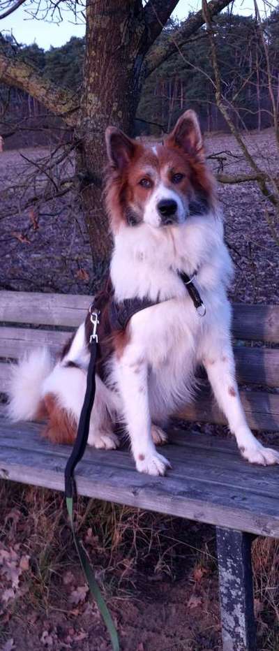 Dackelblick-Beitrag-Bild