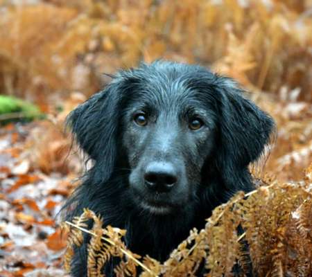 Zeigt mal die schönsten Bilder von euren Hunden !-Beitrag-Bild