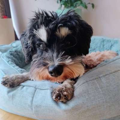 Hundetreffen-Spielrunde in sicherer Umgebung