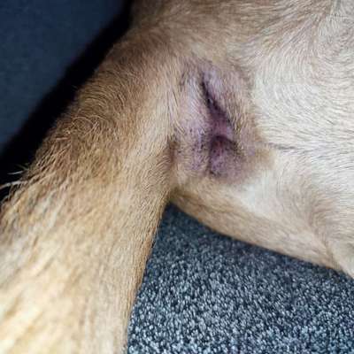 schwarze "Dinger" am After, Schwanzansatz und neben Hodensack-Beitrag-Bild