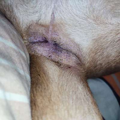 schwarze "Dinger" am After, Schwanzansatz und neben Hodensack-Beitrag-Bild