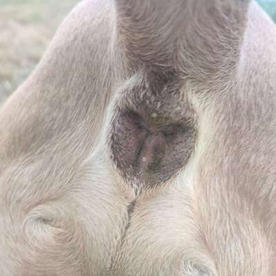 gelbe Pickel am After-Beitrag-Bild