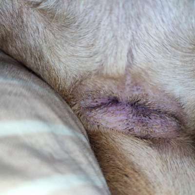 schwarze "Dinger" am After, Schwanzansatz und neben Hodensack-Beitrag-Bild