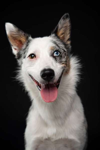 Die Dogorama Kalender Challenge Titelbild-Beitrag-Bild