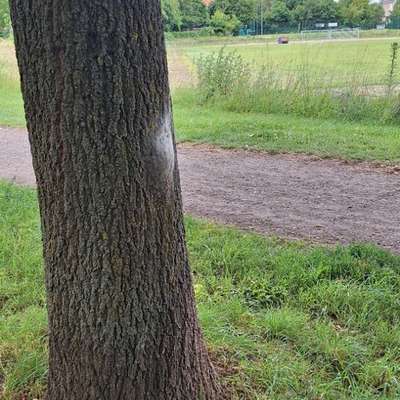 Giftköder-Eichenprozessionsspinner , tief unten-Bild