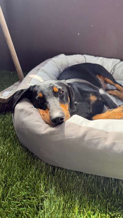 Hundetreffen-Ruhe und Entspannung Training-Bild