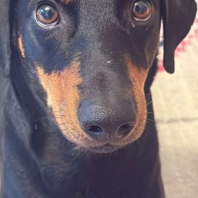 Hundetreffen-Freund/in für sammy gesucht-Bild