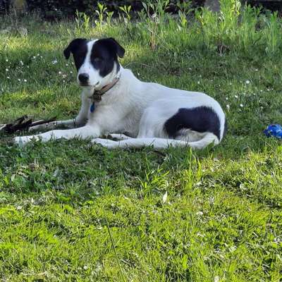 Hundetreffen-Spieltreff