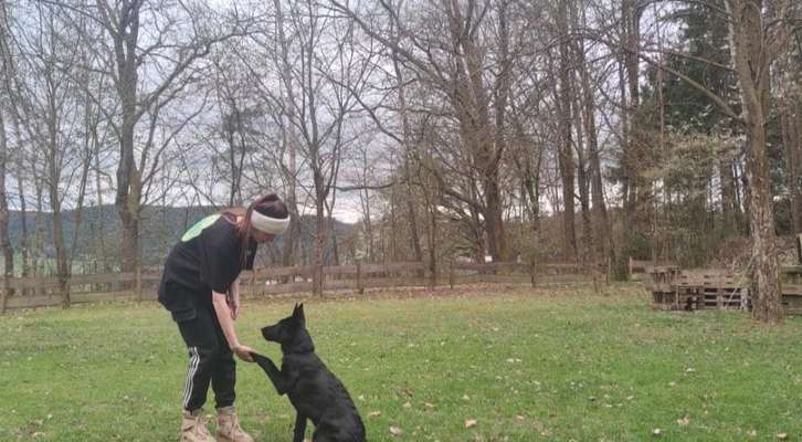 Hundetreffen-Sozialisierung Welpen-Bild